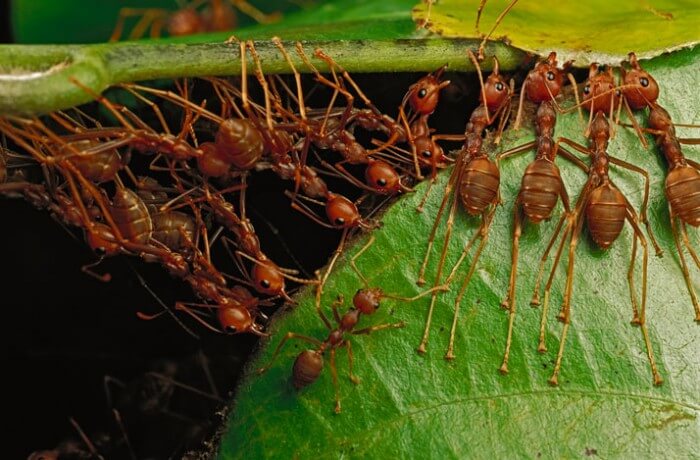 Жилища муравьев-ткачей