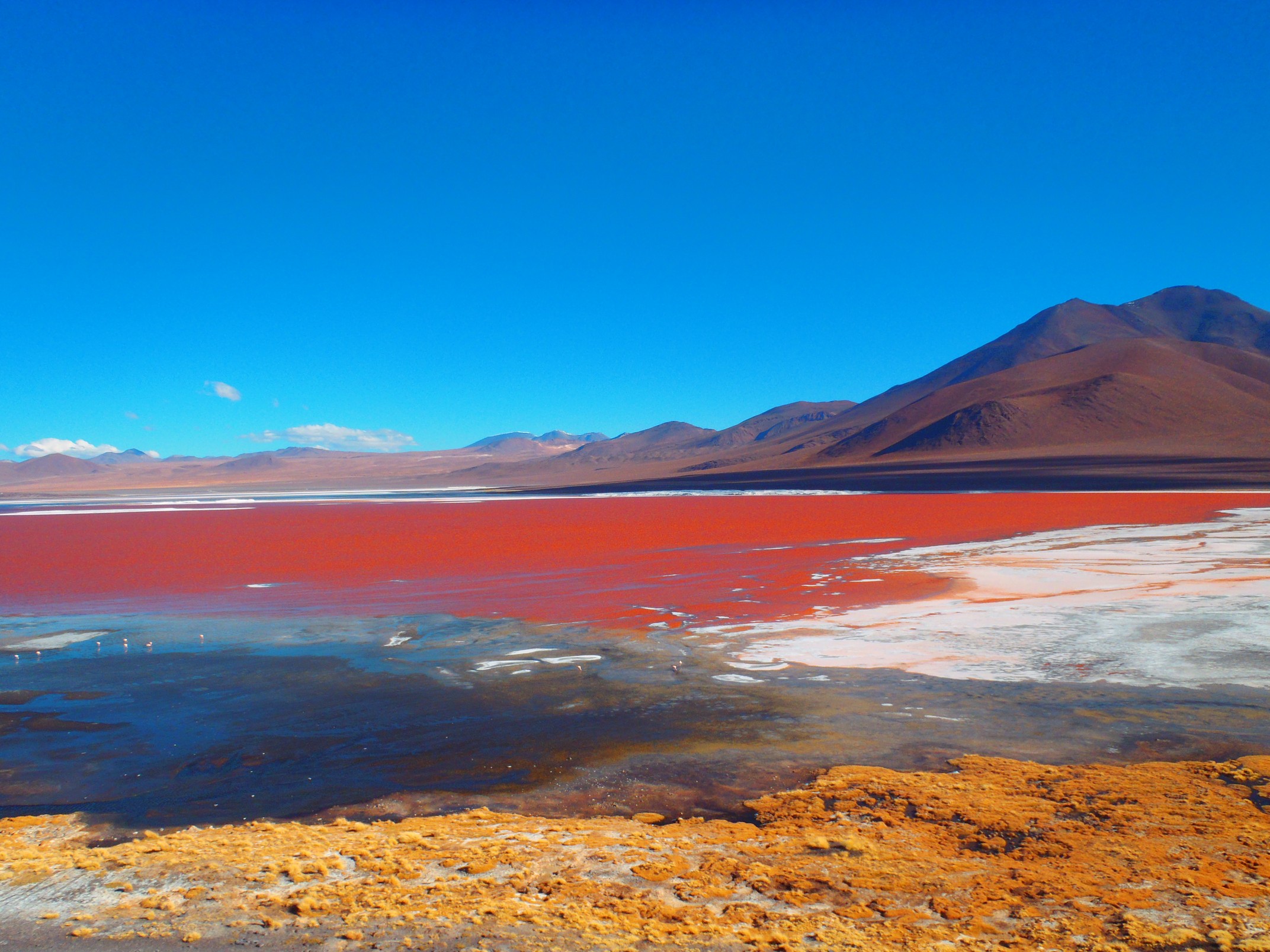 Озеро Лагуна Колорадо в Боливии