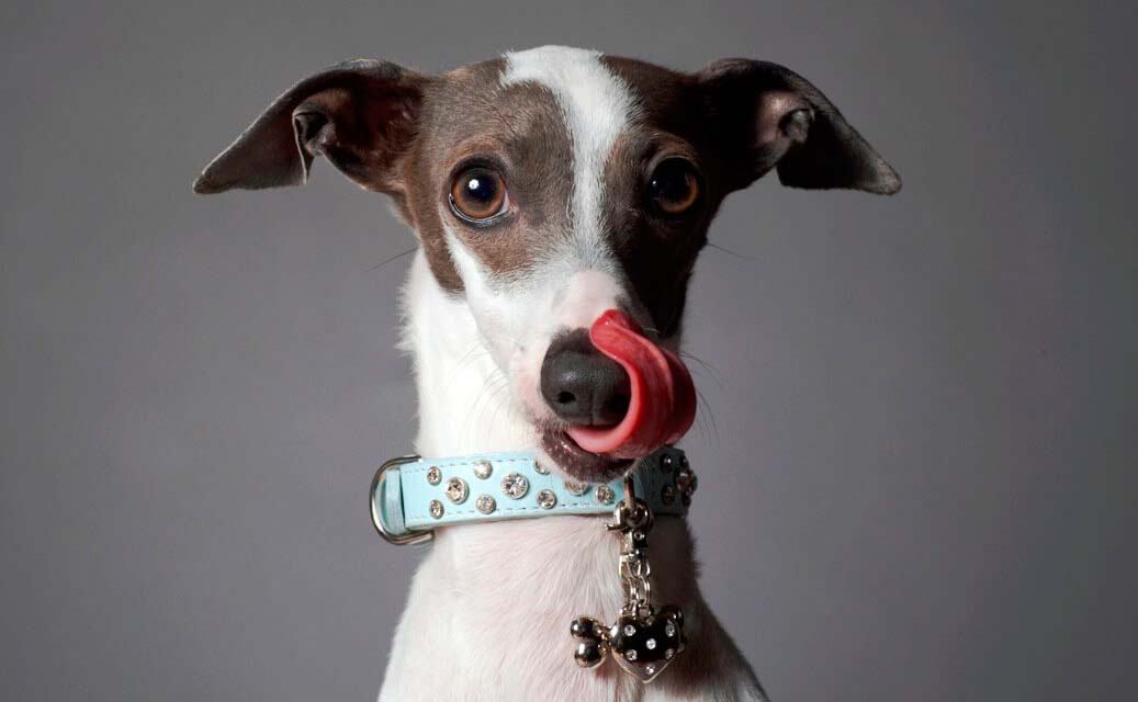 Какой бывает язык тела у собак