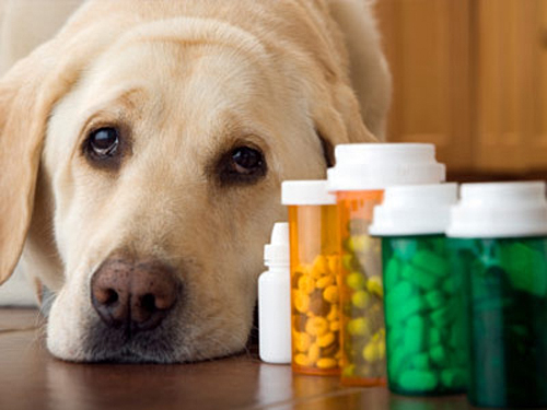 Какие бывают виды аллергии у собак?