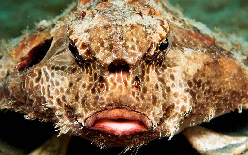 Какие бывают самые страшные в мире морские существа?