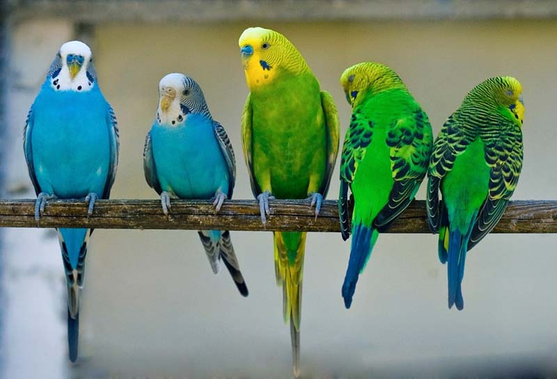 Какие бывают самые популярные попугаи?