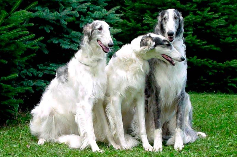 Какие бывают самые большие собаки?