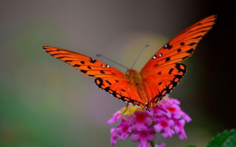 Какие бывают виды бабочек?
