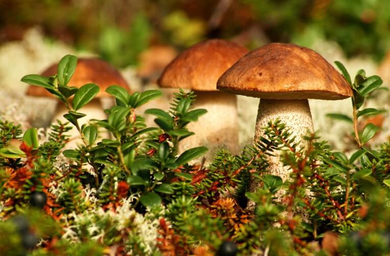 Какие бывают полезные свойства грибов?