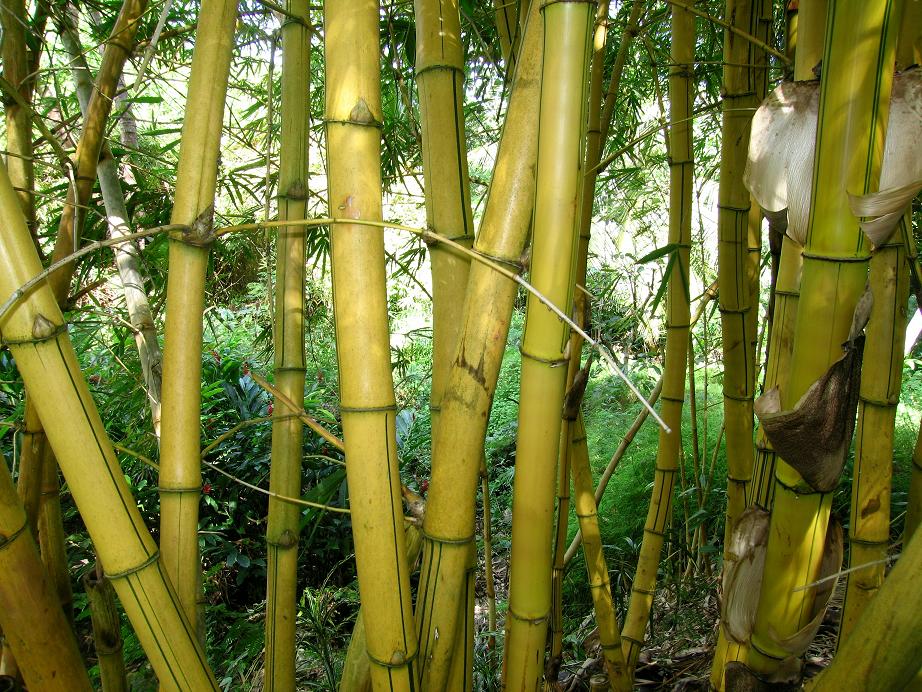 виды бамбука