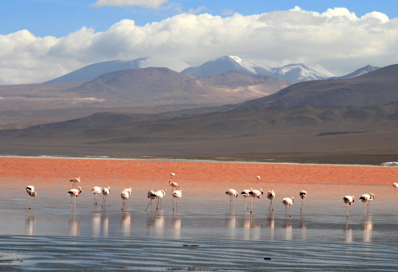 Озеро Лагуна Колорадо в Боливии