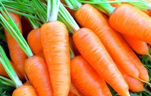 Морковь против старения