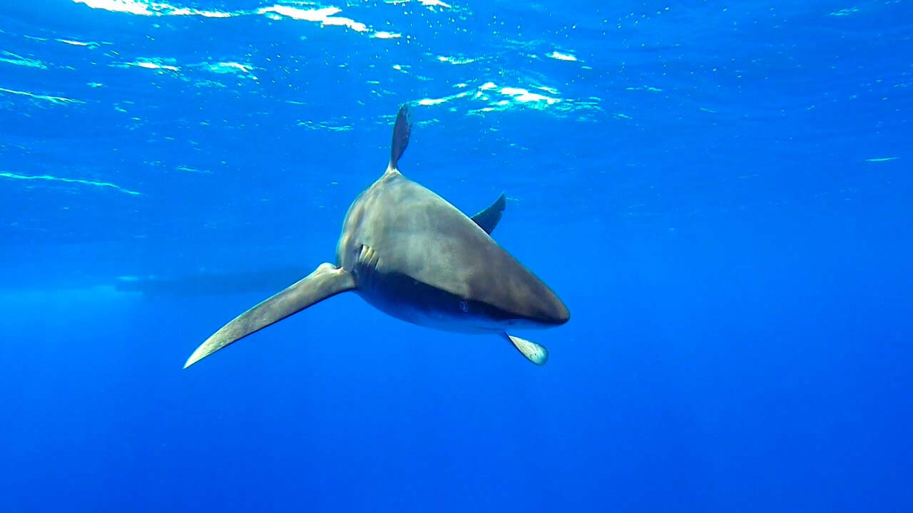 Длиннокрылая океанская акула