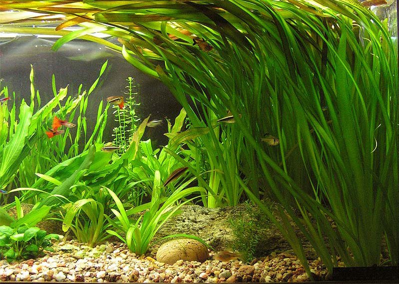 Какие бывают аквариумные растения?
