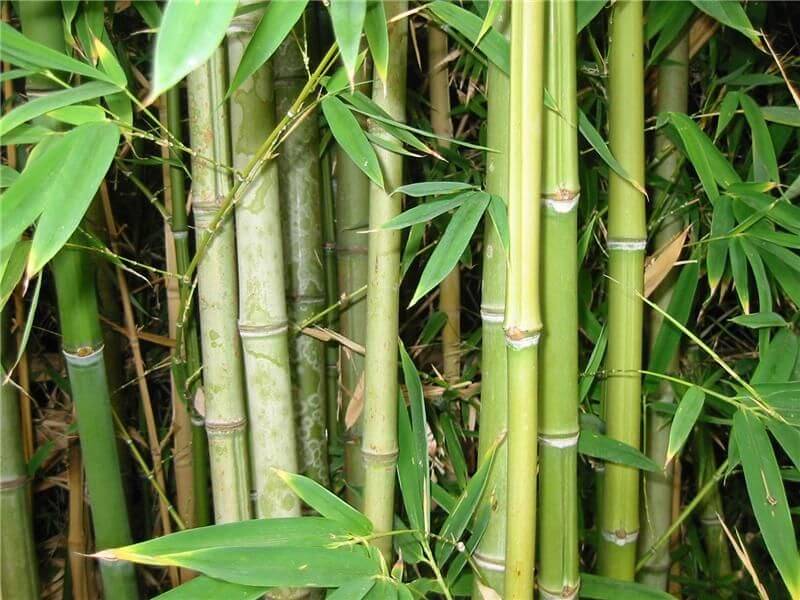 Какие бывают разновидности бамбука?