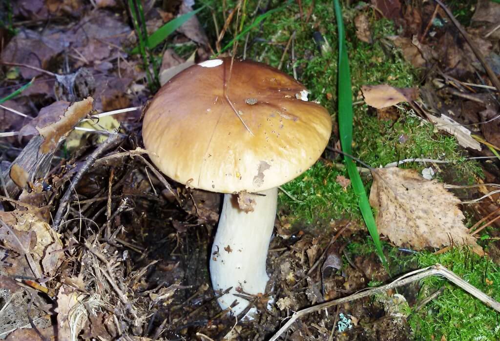 Какие бывают съедобные грибы?