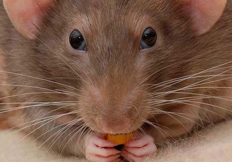 Какие бывают способы борьбы с крысами и грызунами?