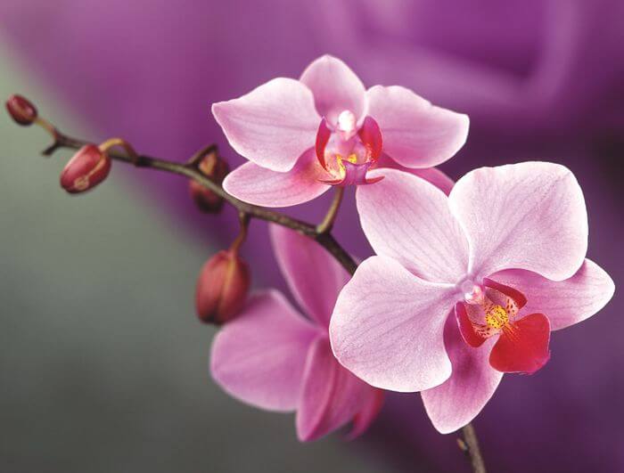 Какие бывают виды орхидей?