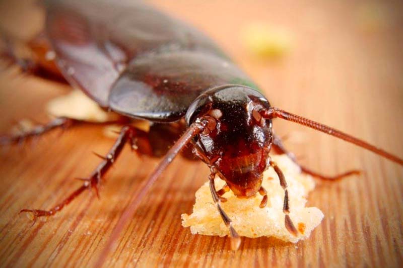 Какие бывают способы избавления от тараканов?